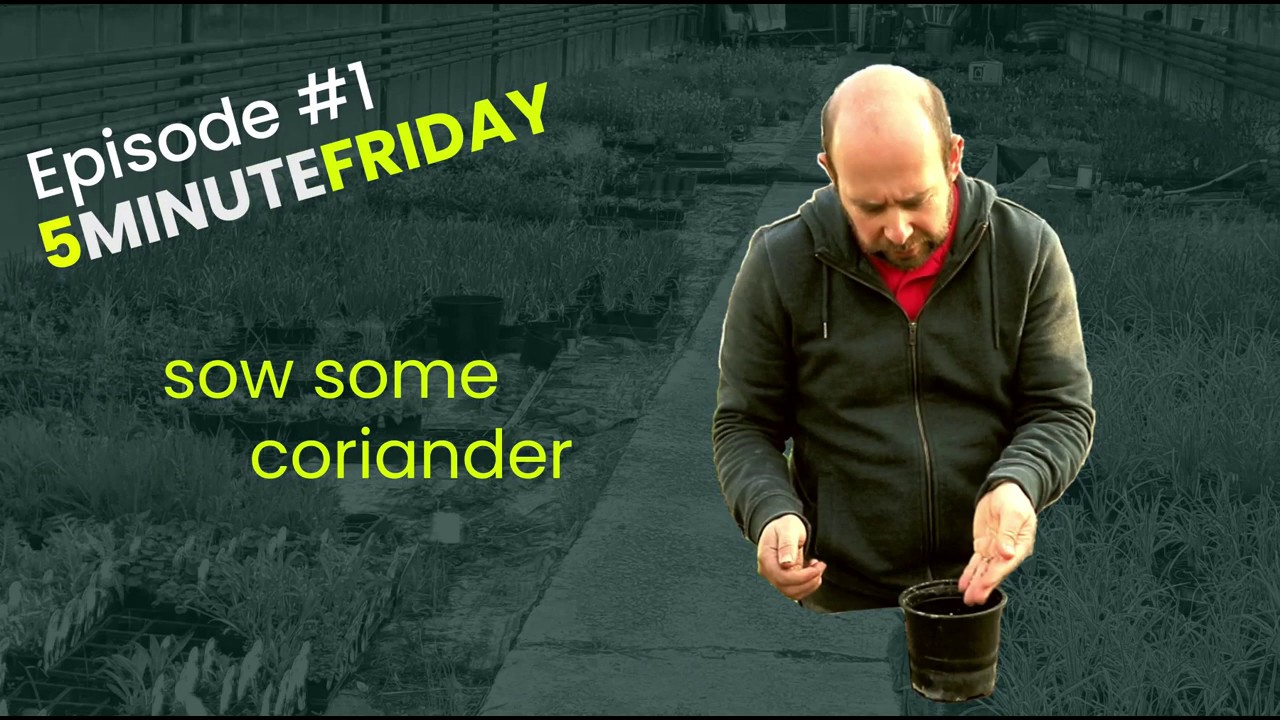 EP1 - Let's sow some Coriander #5MINUTEFRIDAY