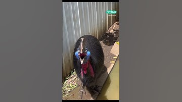 😬 The cassowary is the most dangerous bird in the world… can you tell? #shorts