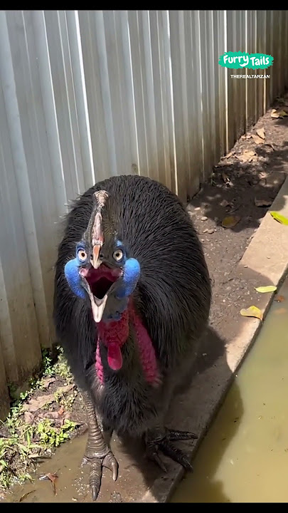 😬 The cassowary is the most dangerous bird in the world… can you tell? #shorts