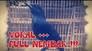 Edaann !! Suara Nembak Burung Ciung Batu Kecil