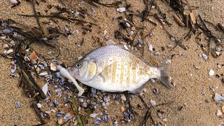 3" RIPPER swimbait TESTING in the HARBOR and SURF.