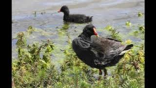 Moorhen Bird Call