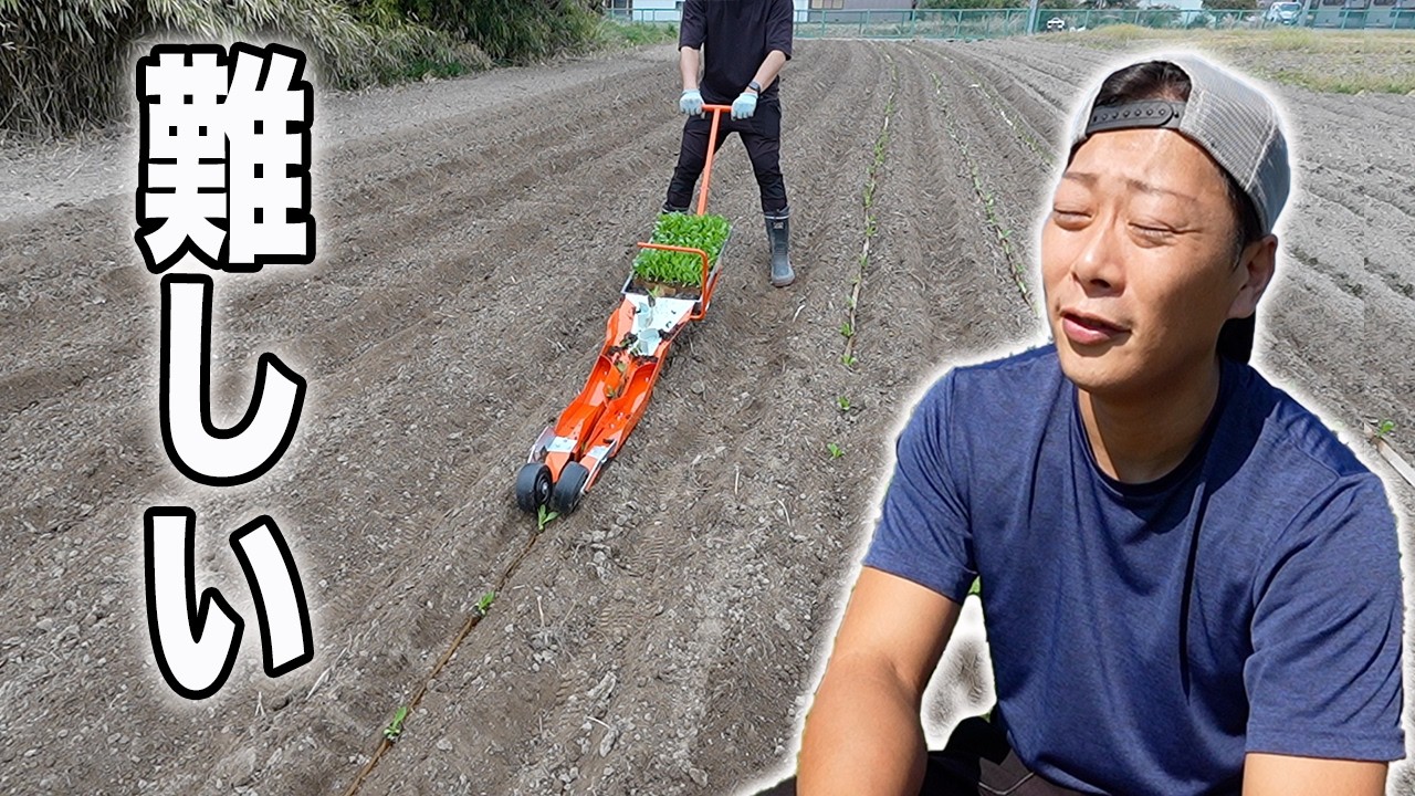 苗植え機が難しすぎた…せっかく植えた白菜が半分以上ダメに