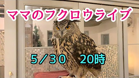 Owl Cafe Hoothoot Youtube Owl Cafe Hoothoot Youtube
