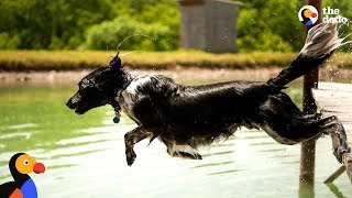 Dog Sprints and Jumps Into Water Every Chance He Gets | The Dodo