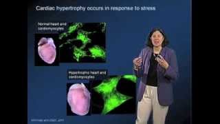 Stress Sensing - Mary Beckerle (Utah)