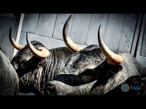 SORTEO | Corrida de toros desafío ganadero, Saltillo y Los Maños, 24 abril