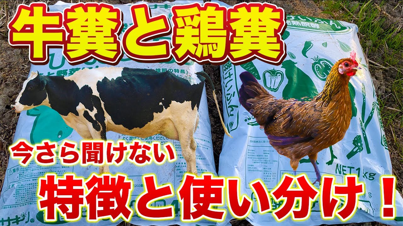 【牛糞と鶏糞】使い方と特徴が全く違います！牛糞堆肥は土づくり資材、鶏糞堆肥は肥料です！