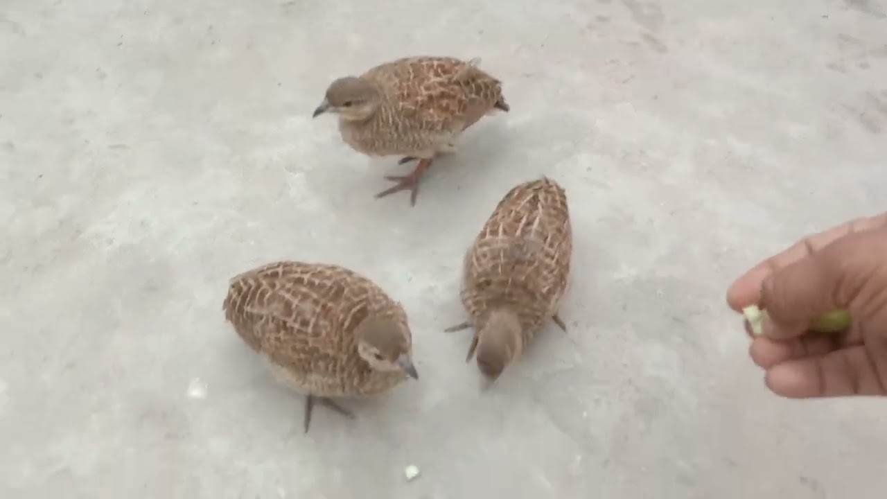 ماشاءاللہ نیو انٹری