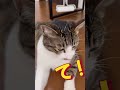 ママが言った事💦　　　　　　　　　　　保護猫シンとテンの物語