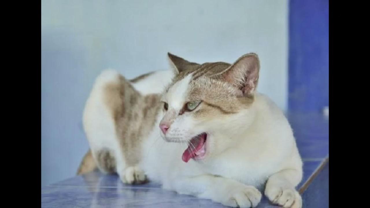 кошка кашляет что делать