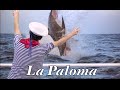 La Paloma - funny Harmonica by Harproli