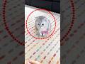 猫のベッドを作ってあげた女性