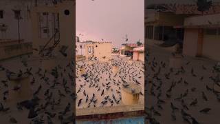 They Can’t Speak, But They Feel #shorts #youtubeshorts #birds