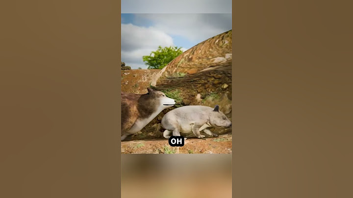 Техника защиты вомбата🛡️🐨😄 #факты
