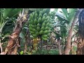 Subsistence Farming in Kenyan Villages.