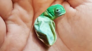 カメレオンがどのように生まれるかを見たことがありますか？世界の動物たちの驚きの誕生シーン