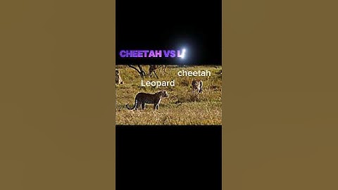cheetah vs leopard #trending #cheetah #leopard #shorts #short #wildlife #youtubeshorts #viralvideo