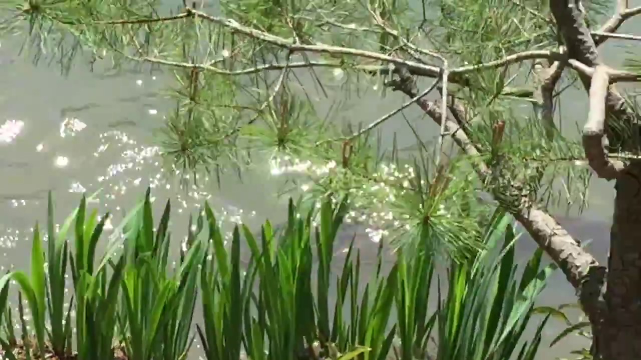 Walking, Viewing, Koi, fish, Nijojo, Tokugawa, Nijō Castle, 二条城,  castle in Kyoto, Japan