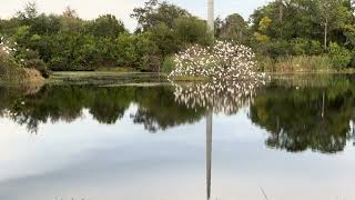 Ibis Tree On Tiger Lake At Big Cat Rescue