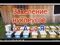 1 часть. ЗАСЕЛЕНИЕ НУКЛЕУСОВ ОТ А ДО Я. для начинающих матководов, простейший способ🔥🔥🔥.