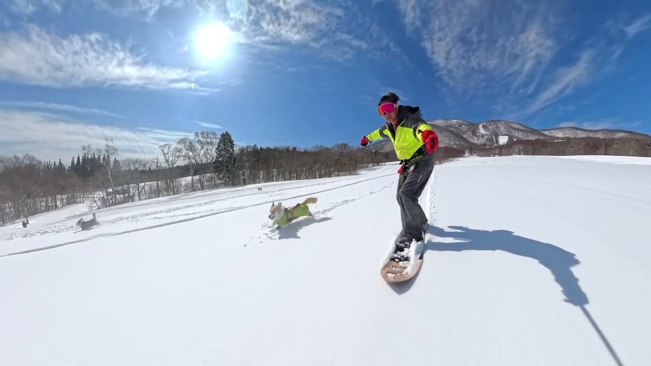 雪板で愛犬たちと遊びました
