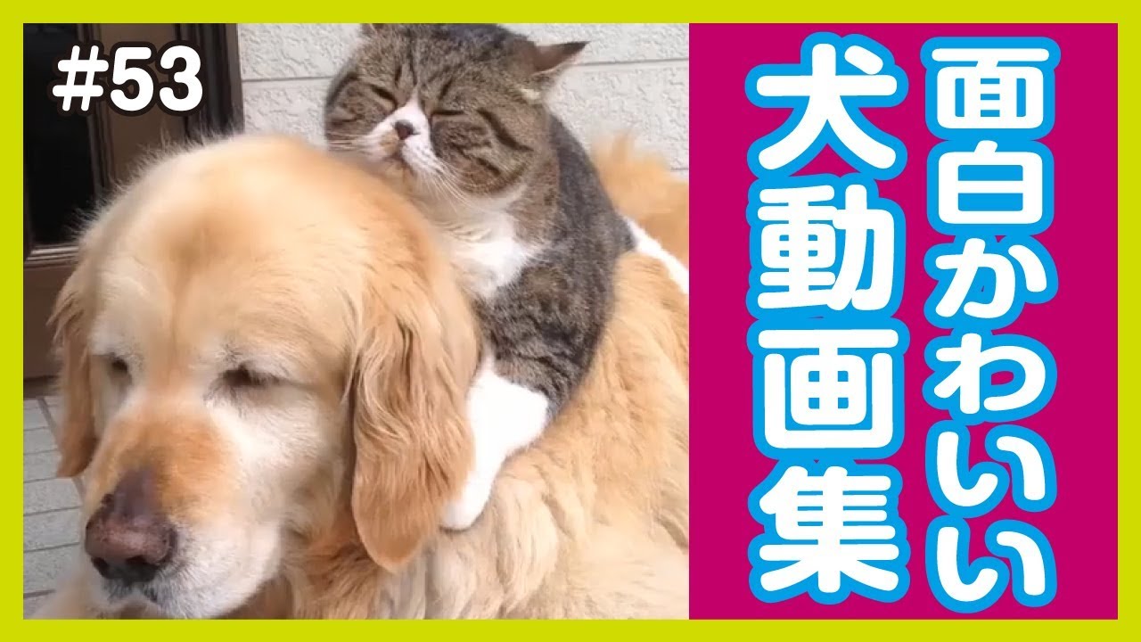 面白わんちゃん 爆笑 おもしろかわいい犬動画集 53 Cuteanimalstube