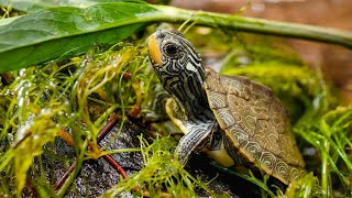 Q and A: what are the best plants with my turtle?