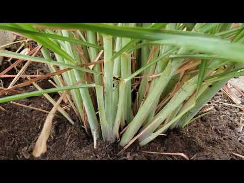 Video: Tăiați lemongrass?