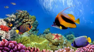 Coral Reefs (Rainforests of The Sea) by 3 Minutes Nature 3,305 views 2 years ago 3 minutes