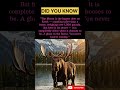 1. This Animal Is BIGGER Than a Horse — Meet Alaska's Giant Moose #ytshorts #wildlife #usashorts