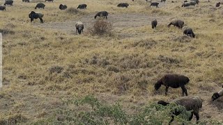 Discovery Farm Beautiful New Village January 17,2022