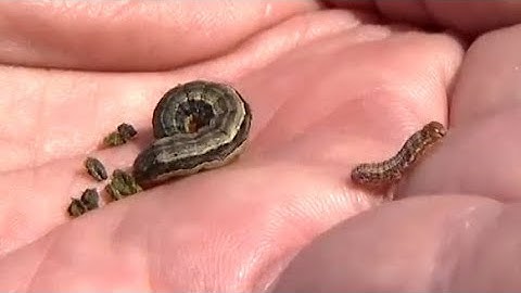 How to prevent an armyworm invasion