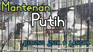Mantenan Putih || Review Perbedaan Jantan/Betina Burung Unik Nan Langka, Edukasi Untuk Pemula.