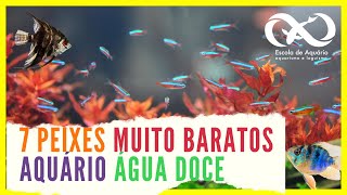 7 Peixes Muito Baratos para Aquário de Água Doce