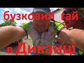 Велоподорож в бузковий гай / Диканька / Полтавська обл