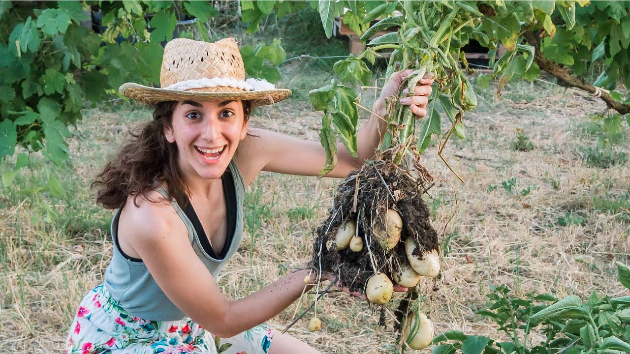 Patatas SIN labrar VS Convencional - TODA la EVOLUCIÓN