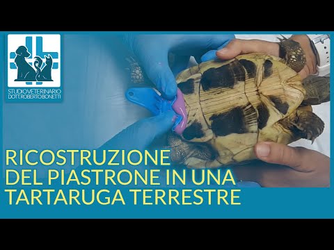 Video: Guscio di tartaruga. Struttura a guscio di tartaruga