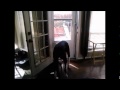 Best Of Dog Doors For Great Danes