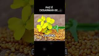Paz é Desarmar-se...