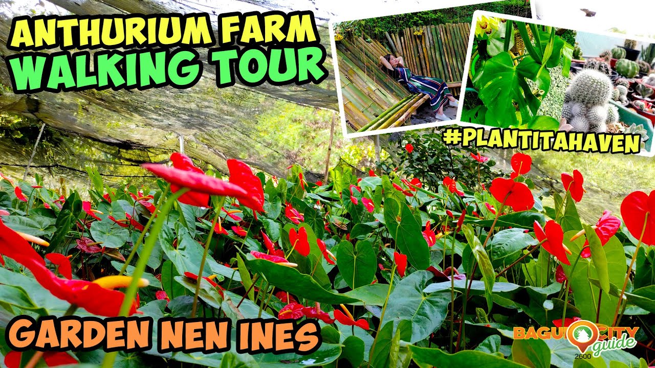 Garden Nen Ines La Trinidad Benguet Walking Tour (EVERY PLANTITA'S HAVEN)