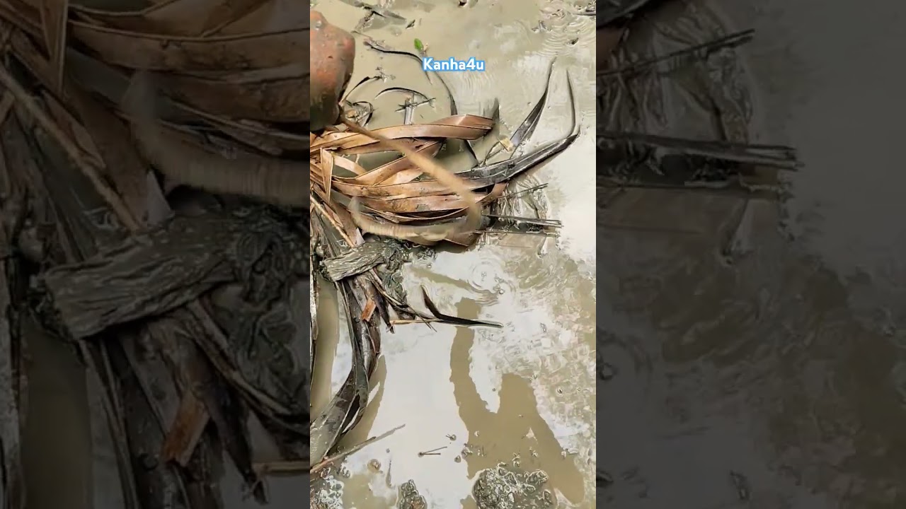 snake catch by hand | Snake Catch in pond Village