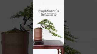 From Bush to Bonsai: Juniper Semi-Cascade in Minutes #BonsaiTree #JuniperBonsai #SemiCascadeBonsai