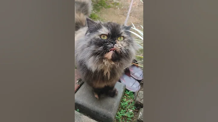 Video 11196621: persian cat pet animals