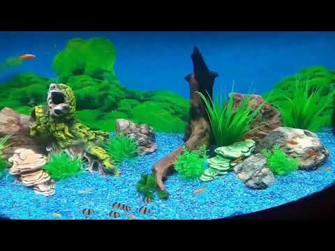 Видео: Аквариум с использованием натуральных и искуственных декораций Современный аквариум