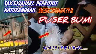 Perkutut Katuranggan Puser Bumi Diombyokkan