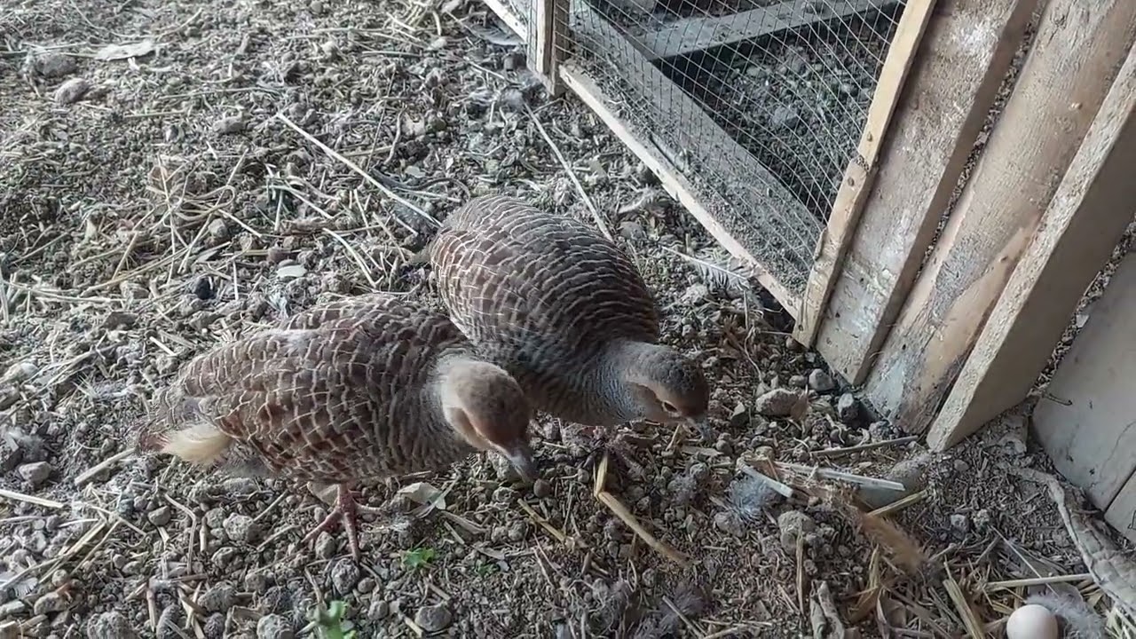 Dakni Teetar na first egg da de