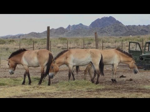 Vídeo: O Cavalo De Przewalski. A Nova Hipótese Sobre A Selvageria Secundária Do 