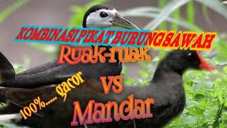 suara pikat kombinasi ruak-ruak & mandar cocok siang atau malam hari #pikat #burung #sawah