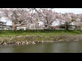 太平川沿いの桜